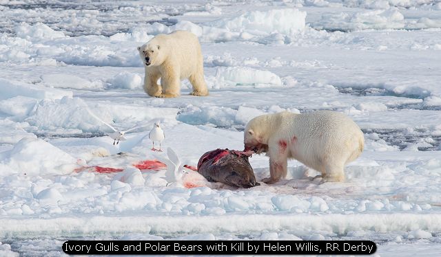 Ivory Gulls and Polar Bears with Kill by Helen Willis, RR Derby