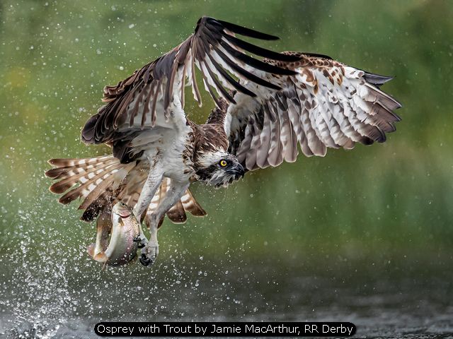 Osprey with Trout by Jamie MacArthur, RR Derby