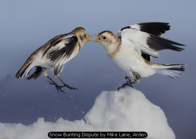 Snow Bunting Dispute by Mike Lane, Arden
