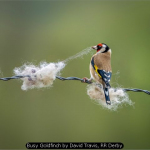 Busy Goldfinch by David Travis, RR Derby