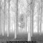 Misty Poplars by Irene Froy, Wrekin Arts