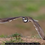 Little-ringed Plover in Flight by Mike  Lane, Arden