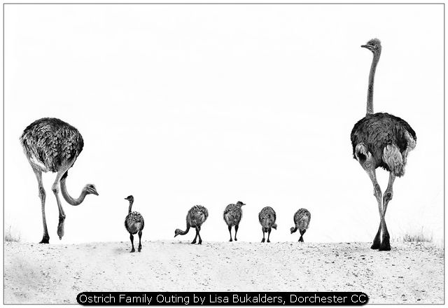 Ostrich Family Outing by Lisa Bukalders, Dorchester CC