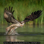 Osprey with Trout by Ross McKelvey, Catchlight CC