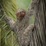 Three-Toed Sloth by Pamela Wilson, Catchlight CC