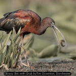 Glossy Ibis with Grub by Tim Downton, Dorchester