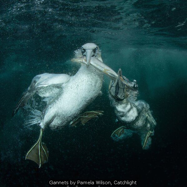 Gannets by Pamela Wilson, Catchlight