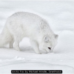 Arctic Fox by Michael Windle, Smethwick