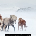 Icelandic Ponies by Sarah Kelman, Cambridge