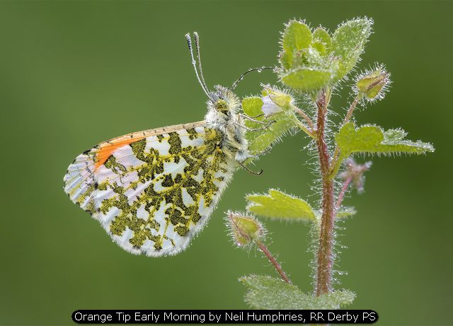 Orange Tip Early Morning by Neil Humphries, RR Derby PS