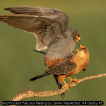 Red Footed Falcons Mating by Jamie MacArthur, RR Derby PS