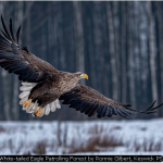 White-tailed Eagle Patrolling Forest by Ronnie Gilbert, Keswick