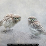 Curious Owlets by Lynda Haney, Wigan 10