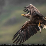 White Tailed Eagle With Fish by Jeremy Malley-Smith, Wigan 10