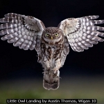 Little Owl Landing by Austin Thomas, Wigan 10