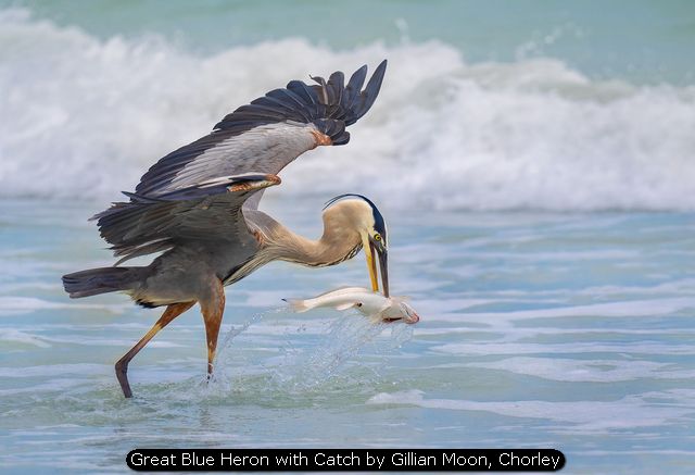Great Blue Heron with Catch by Gillian Moon, Chorley
