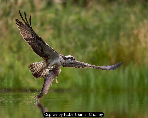 Osprey by Robert Sims, Chorley
