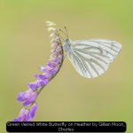 Green Veined White Butterfly on Heather by Gillian Moon, Chorley