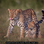 Leopard and Cub by Austin Thomas, Wigan 10
