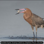 Reddish Egret Tossing Catch by Stephen Moon, Chorley