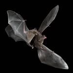 Aggressive Bats by Wendy Collens, SCPF