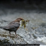 Dipper with Nesting Material by Philip Barber, LCPU
