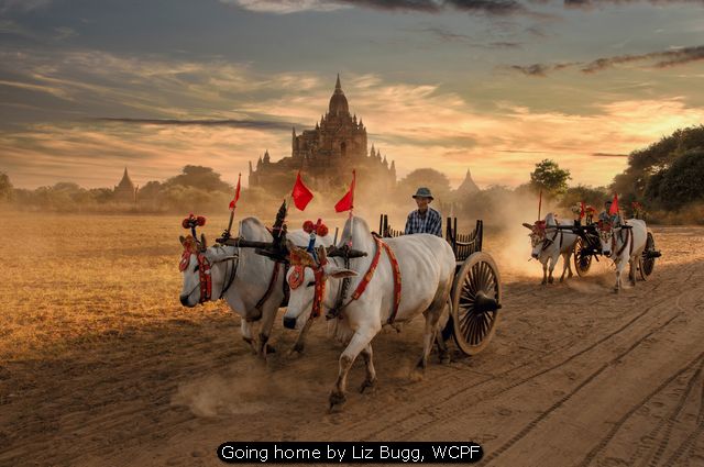 Going Home by Liz Bugg, WCPF