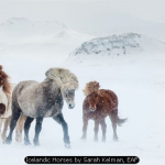 Icelandic Horses by Sarah Kelman, EAF