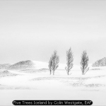 Five Trees Iceland by Colin Westgate, EAF
