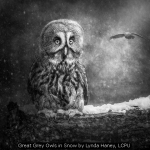 Great Grey Owls in Snow by Lynda Haney, LCPU