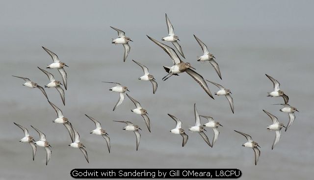 Godwit with Sanderling by Gill OMeara, L&CPU