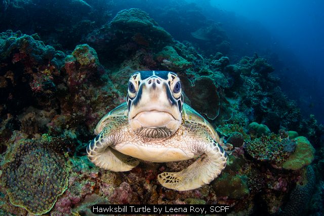 Hawksbill Turtle by Leena Roy, SCPF