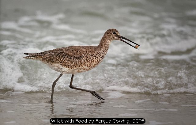 Willet with Food by Fergus Cowhig, SCPF