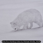 Artic Fox Hunting Voles by Michael Windle, MCPF