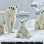 Bear Family Resting on Ice-Floe by June Sparham, EAF