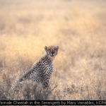 Female Cheetah in the Serengetti by Mary Venables, KCPA