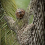 Three Toed Sloth by Pamela Wilson, NIPA