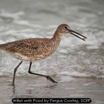 Willet with Food by Fergus Cowhig, SCPF
