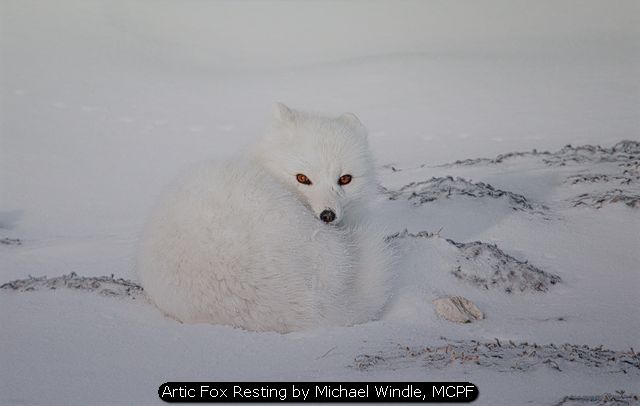 Artic Fox Resting by Michael Windle, MCPF