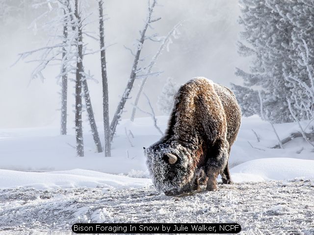 Bison Foraging In Snow by Julie Walker, NCPF