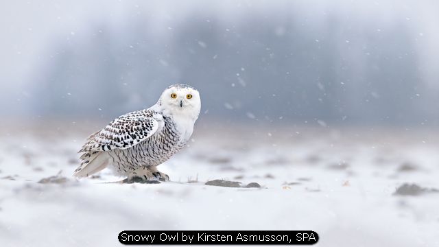 Snowy Owl by Kirsten Asmusson, SPA