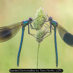 Banded Demoiselles by Tony North, LCPU