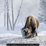 Bison Foraging In Snow by Julie Walker, NCPF