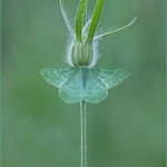 Male Large Emerald Moth on Corncockle Head by Darron Matthews, MCPF