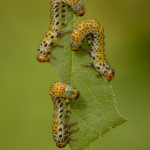 Rose Sawfly caterpillars by Robert Harvey, WCPF