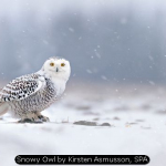 Snowy Owl by Kirsten Asmusson, SPA