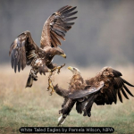 White Tailed Eagles by Pamela Wilson, NIPA