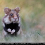 Wild European Black Bellied Hamster by Victoria Andrews, EAF