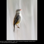 Sedge Warbler by Peter Jones, Amersham