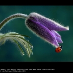 Ladybird on Pasque Flower by Dave Martin, CACC
